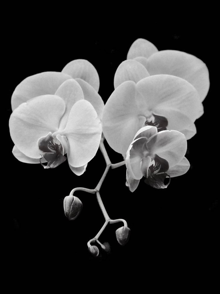 Phalaenopsis - 40x30, Papel FineArt Photo Luster