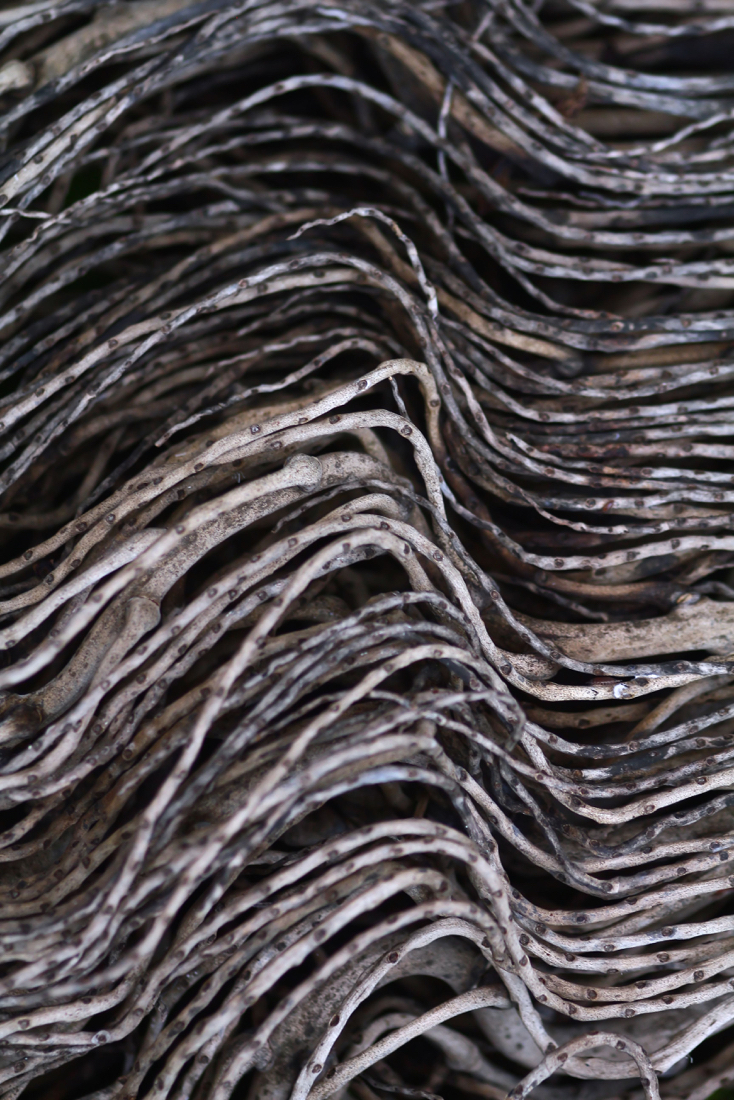 palmeira IMG_6378.jpg