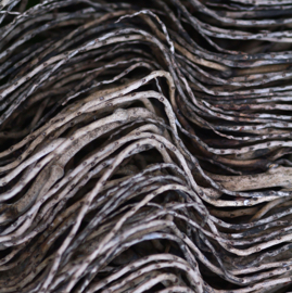 palmeira IMG_6378.jpg