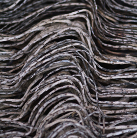 palmeira IMG_6379.jpg