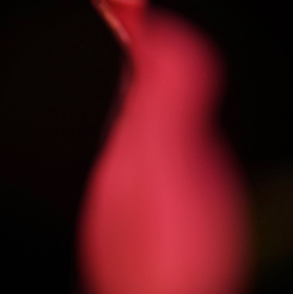 DSC04352.jpg
