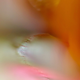 DSC05242.jpg