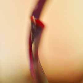 DSC05365.jpg