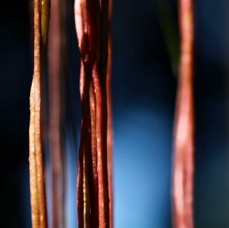 IMG_2960.JPG